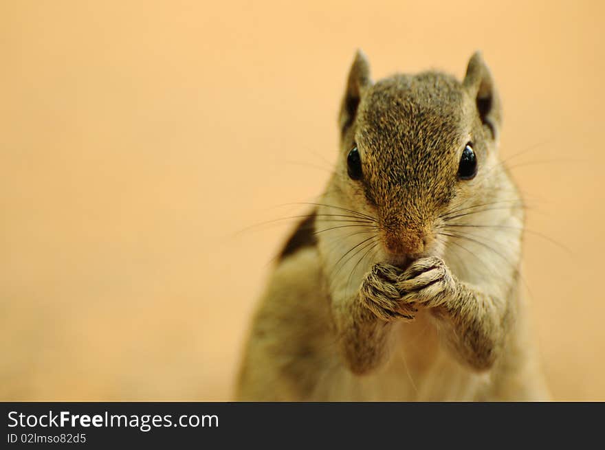 Front portrait of a chipmunk feeding with both hands. Front portrait of a chipmunk feeding with both hands