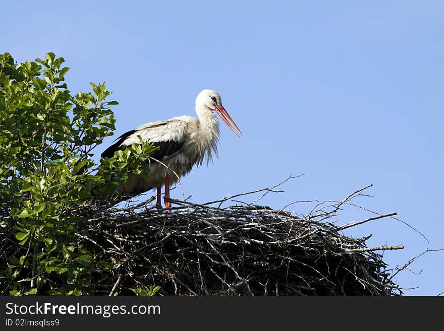 White stork