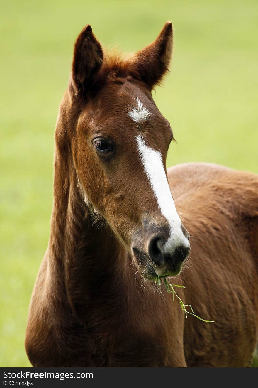 Young horse with grass in the face. Young horse with grass in the face