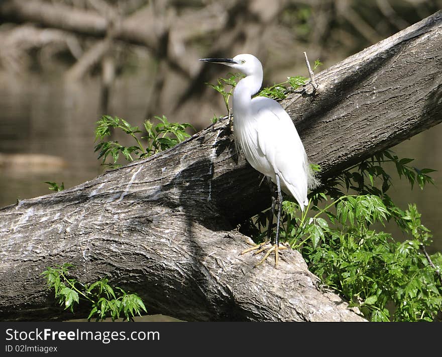 The Great Egret (Ardea alba), also known as the Great White Egret or Common Egret or (now not in use) Great White Heron, is a large, widely-distributed egret. Distributed across most of the tropical and warmer temperate regions of the world, in southern Europe it is rather localized. In North America it is more widely distributed, and it is ubiquitous across the Sun Belt of the United States and in the rainforests of South America. It is sometimes confused with the Great White Heron in Florida, which is a white morph of the closely related Great Blue Heron (A. herodias). Note however that the name Great White Heron has occasionally been used to refer to the Great Egret.