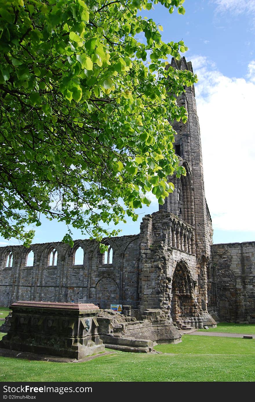 Tree At Cathedral