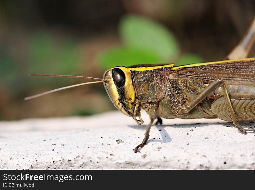 Common Locust