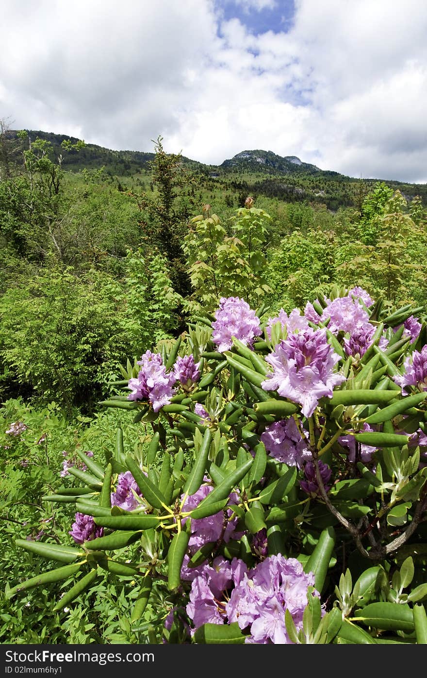 Beautiful view of the popular Blue Ridge Parkway destination Grandfather Mountain, with Catawba Rhododendron in full bloom.