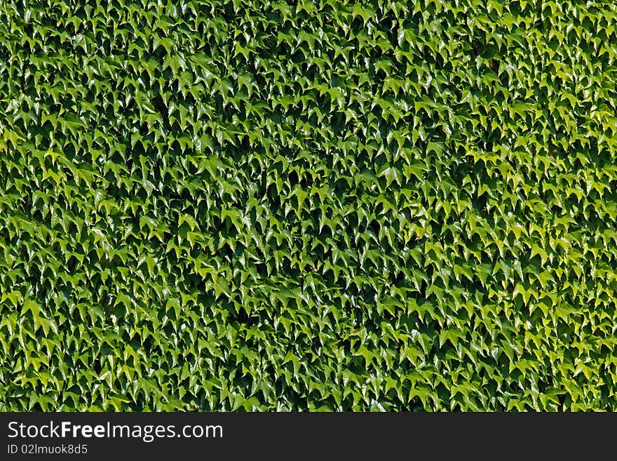Wall from green leaves of a climbing plant. Wall from green leaves of a climbing plant