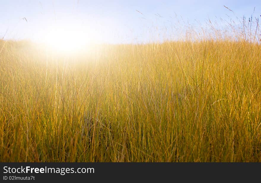 Green meadow under summer sun