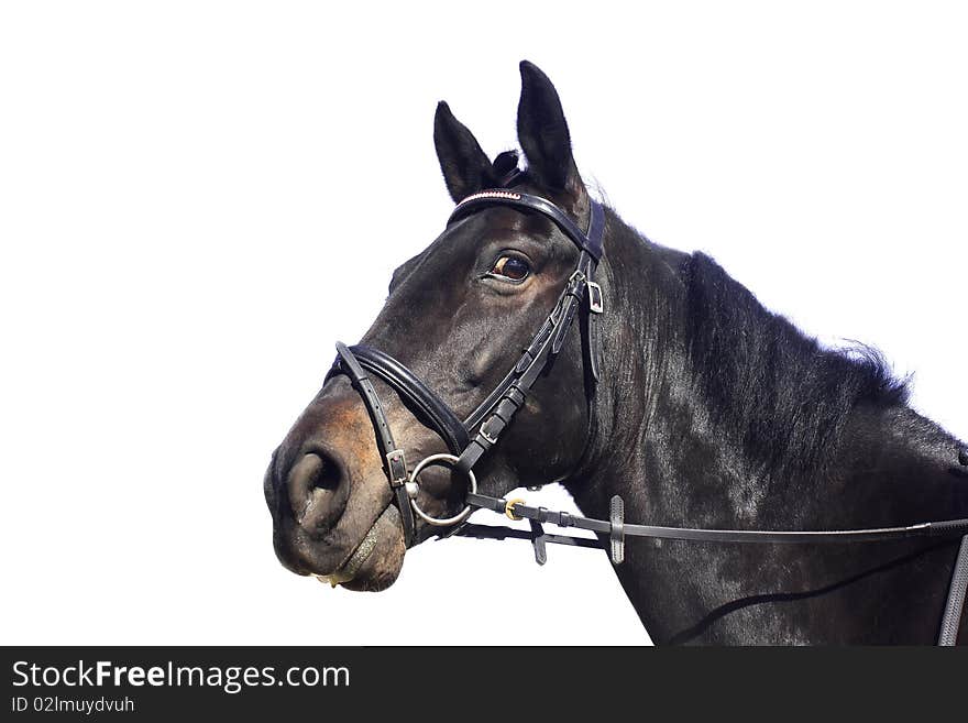 Beautiful black horse, isolated on white background