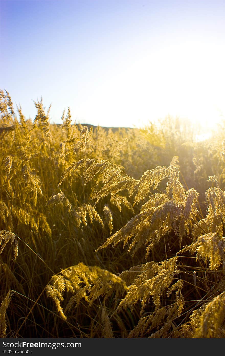 Gold meadow in summer sun rays