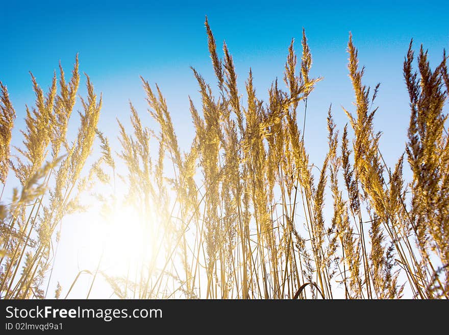 Gold meadow in summer sun rays