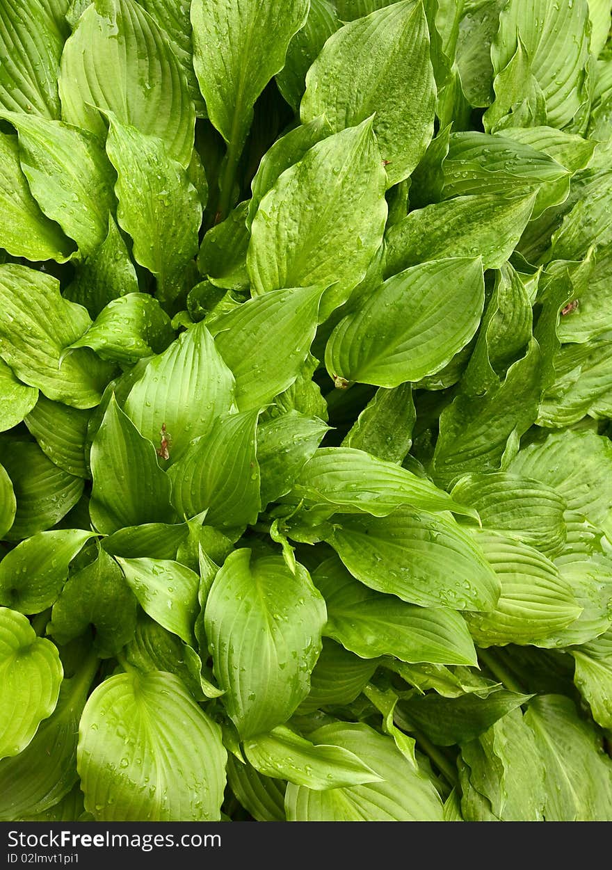 Leaves of lily of the valley