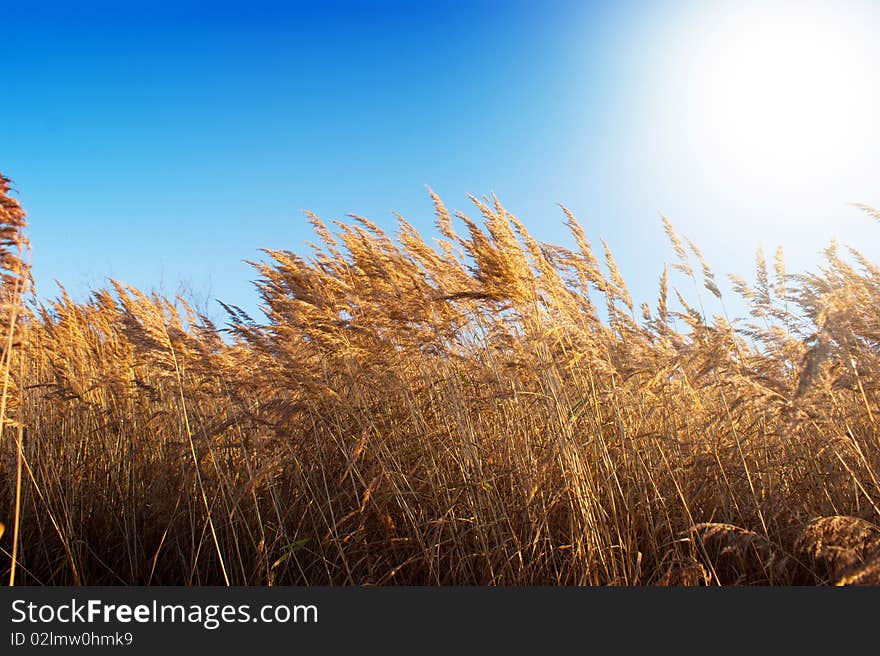 Gold meadow in summer sun rays