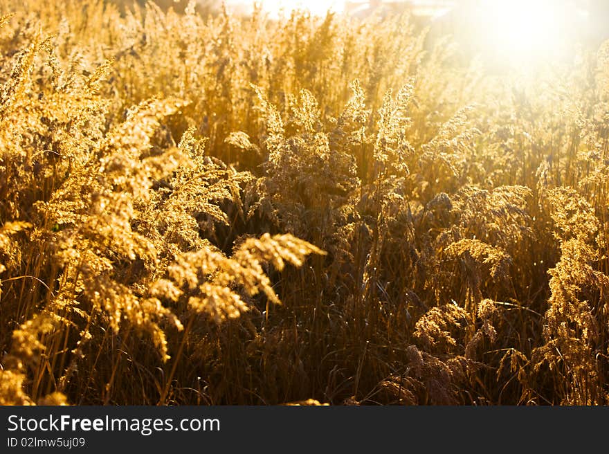 Gold meadow in summer sun rays