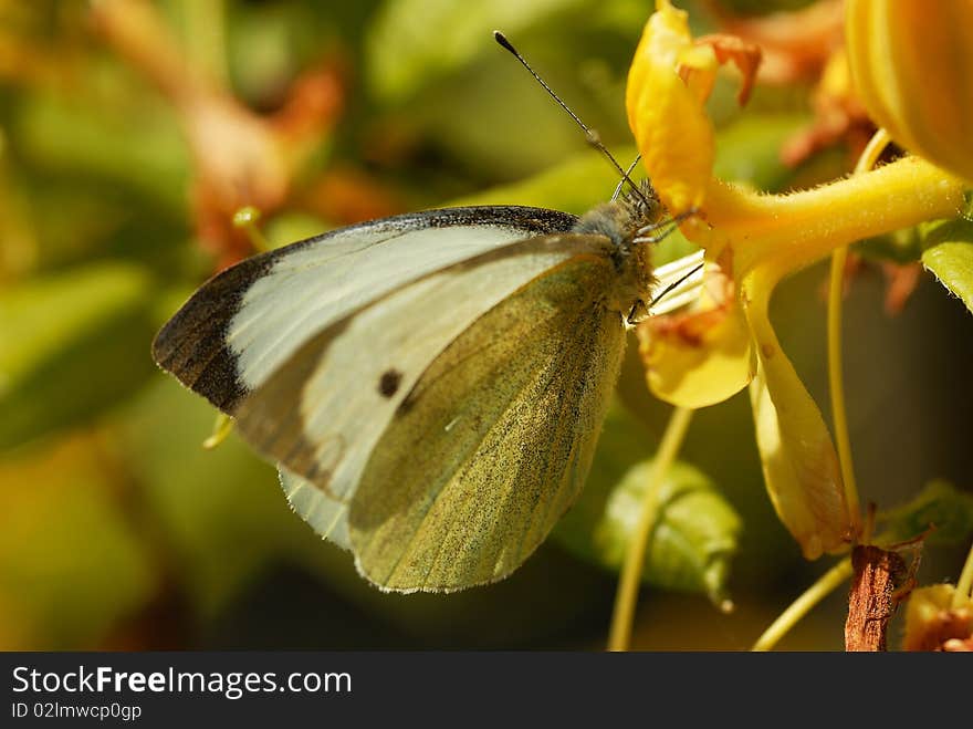 A Cabbage White Butterfly feeding in summer. A Cabbage White Butterfly feeding in summer