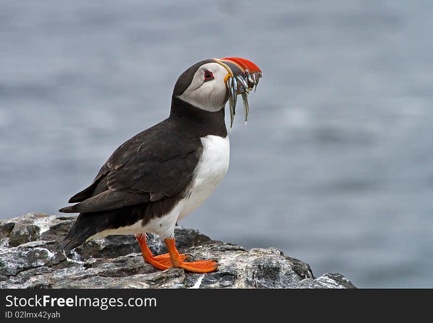 Puffin on the  Rocks