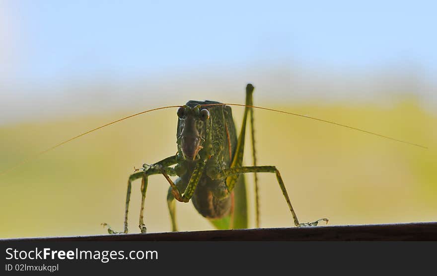 Leaf Insect