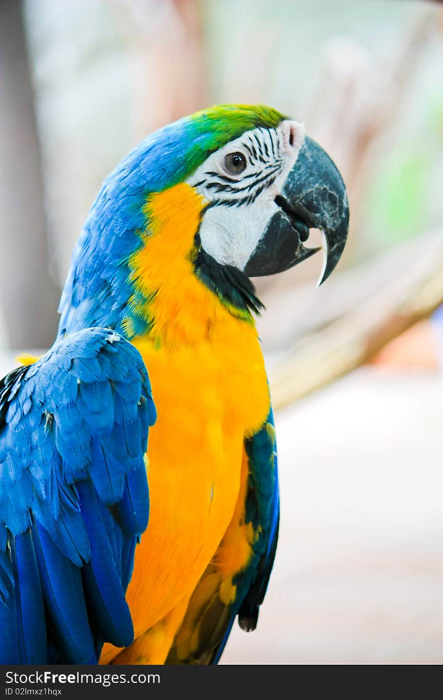 A colorful macaw on blur background