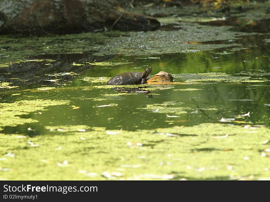 Wetland swamp and turtle resting on a log