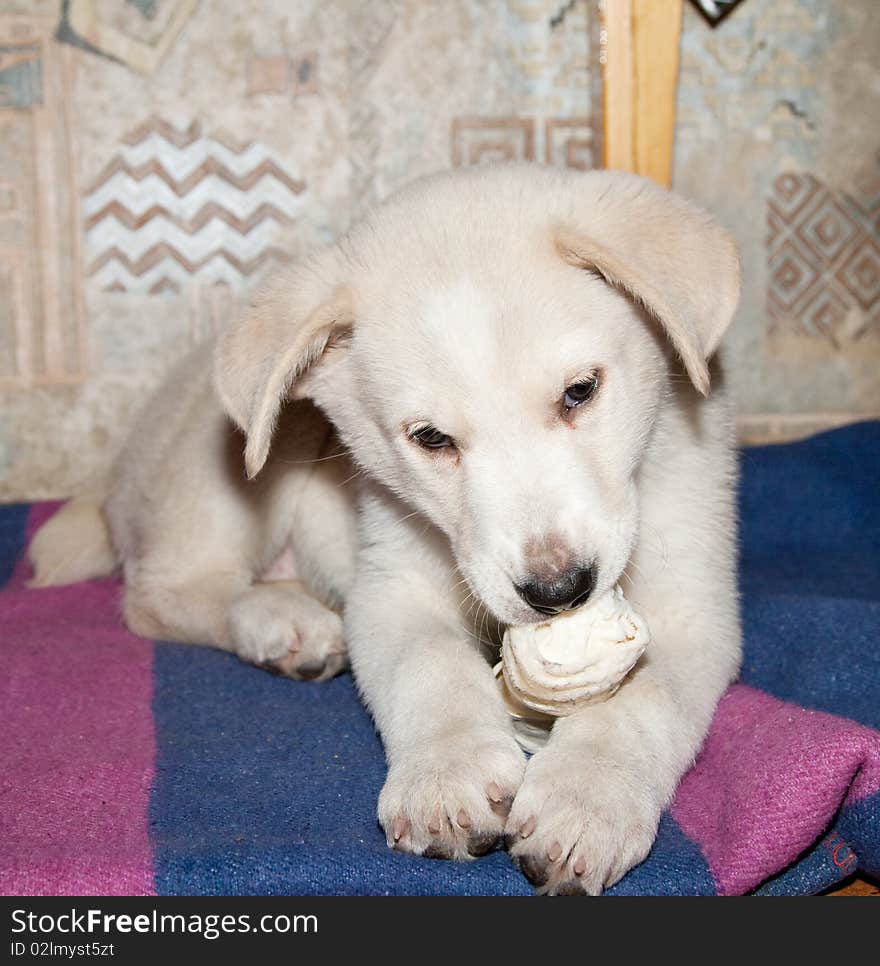 GOLDEN RETRIEVER PUPPY