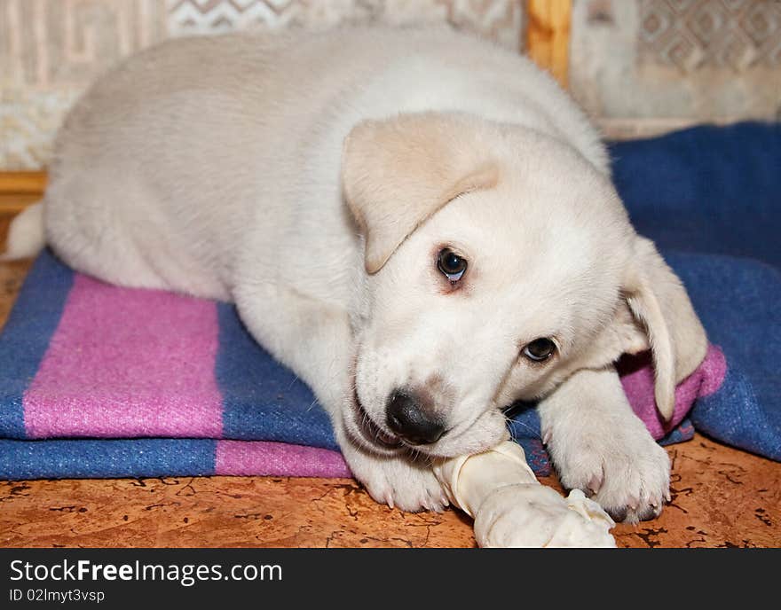 Dog eating bone. Golden retriever puppy bite a bone