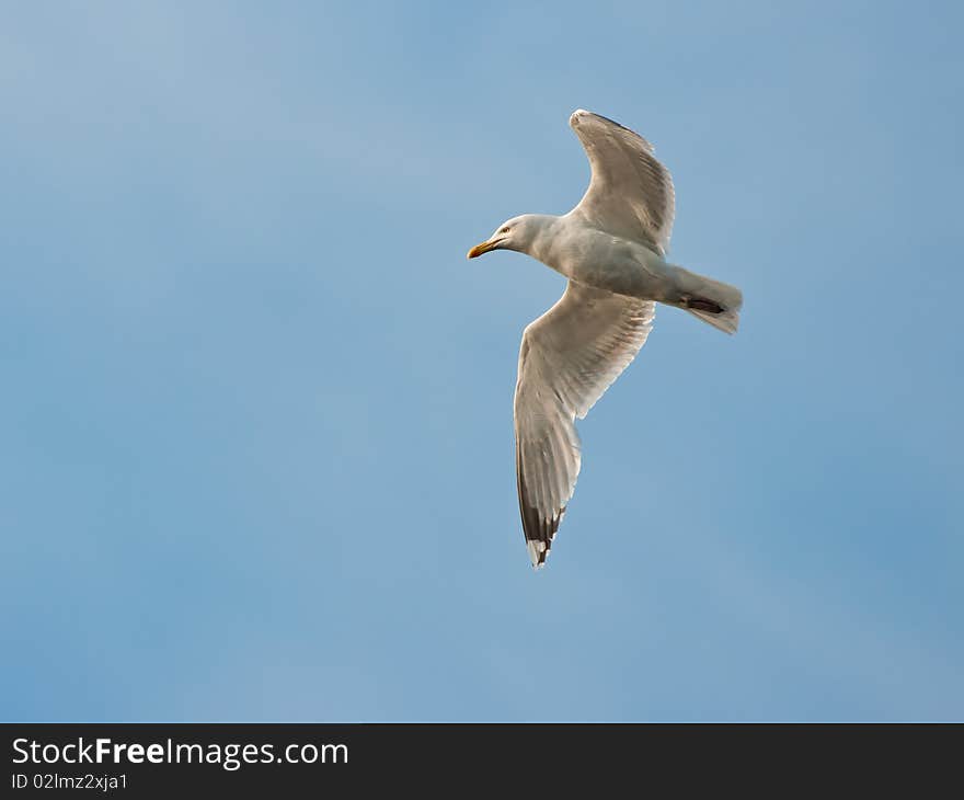 Seagull