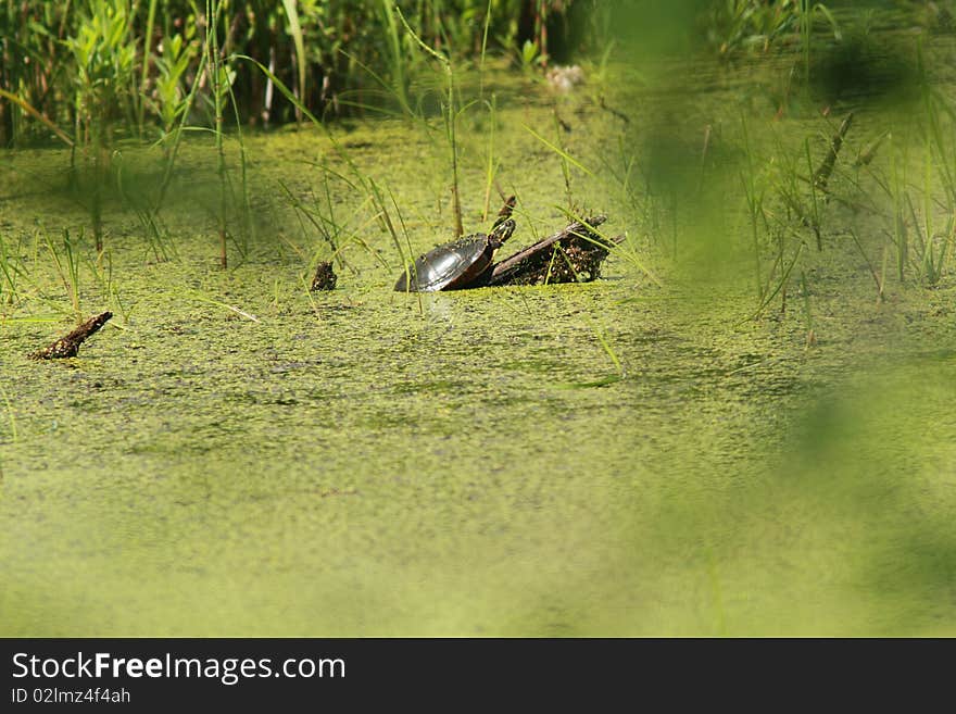 Swamp And Turtle