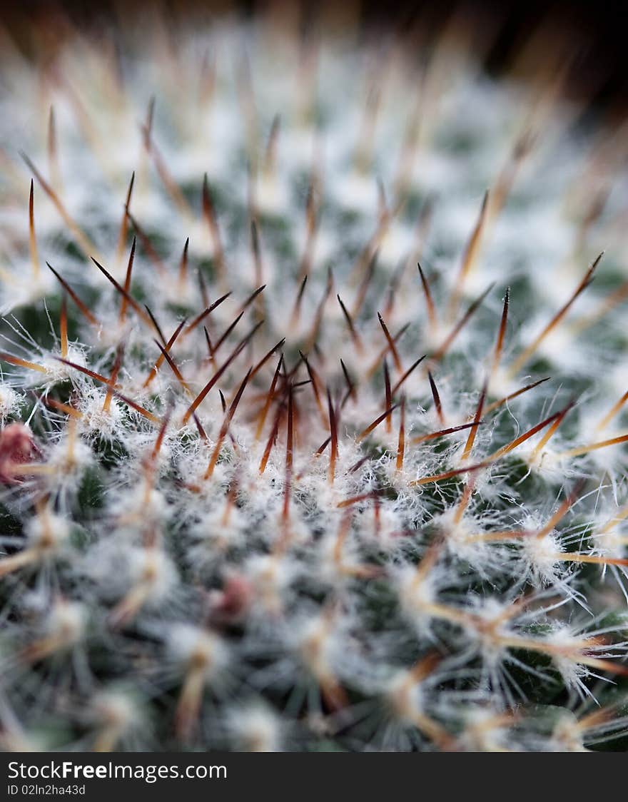 Cactus shot close up with selective focus on the center of the plant. Cactus shot close up with selective focus on the center of the plant