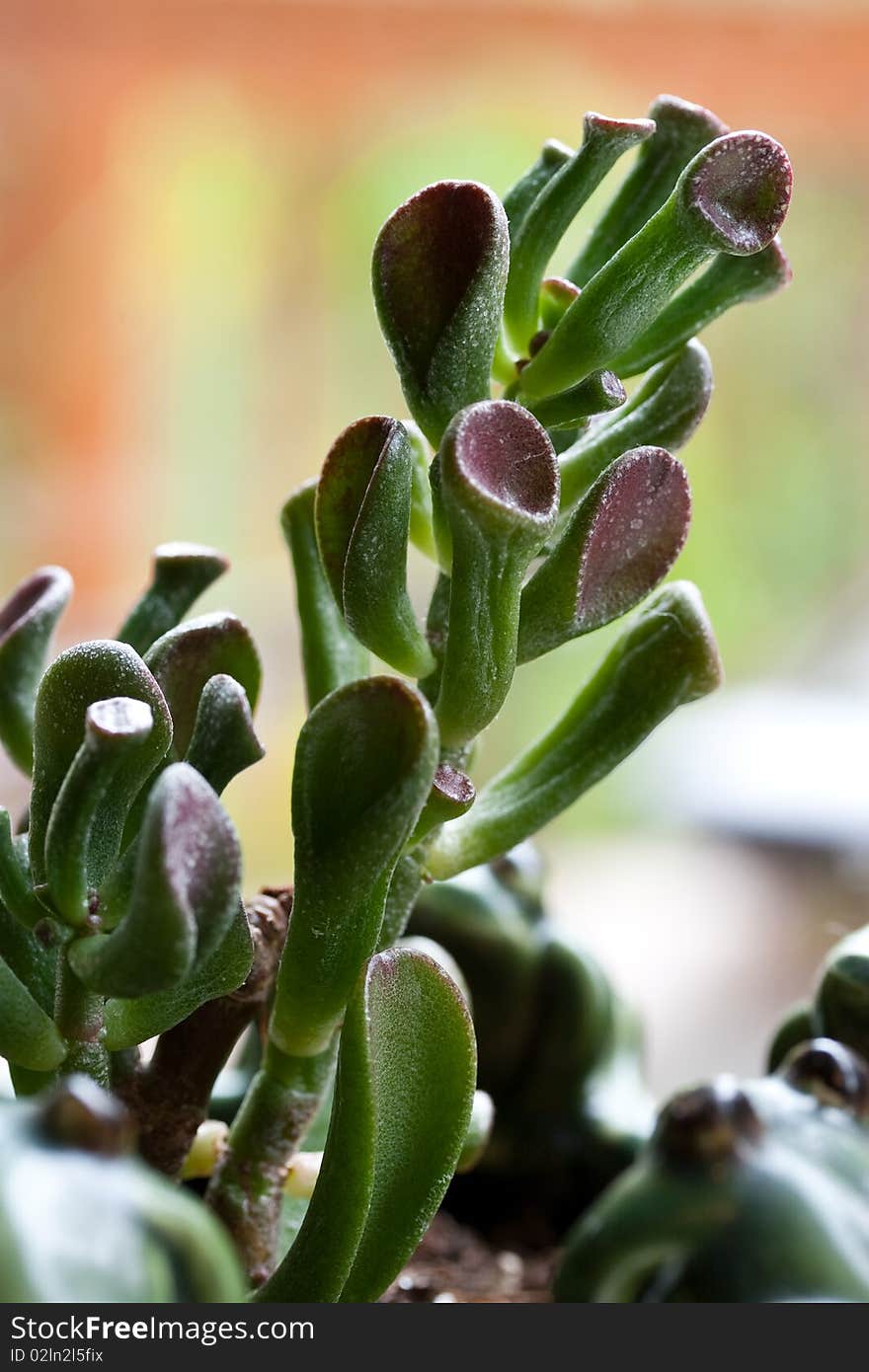 Succulent shot macro sitting by the window on an overcast day. Succulent shot macro sitting by the window on an overcast day