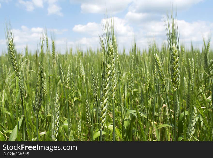 Wheat field close up and cloudy sky