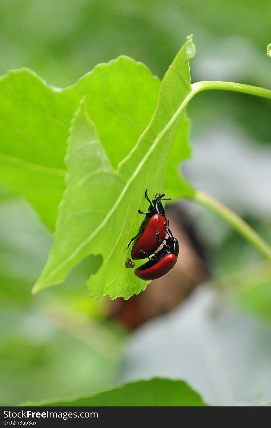 Two bugs on a leaf. Two bugs on a leaf