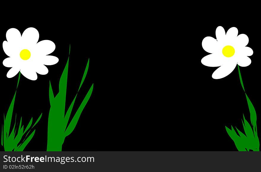 The two daisies on black background