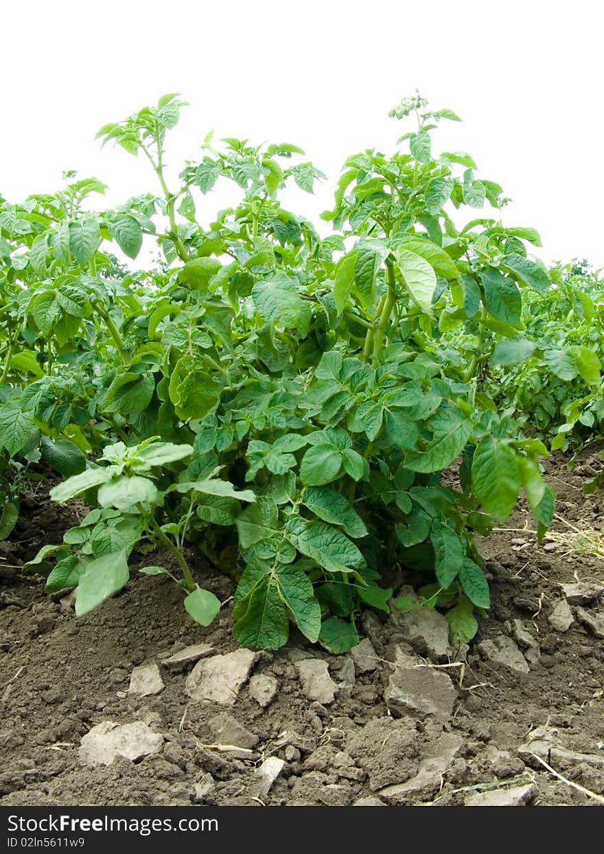 Green bush of the potatoes grows on ground outdoors