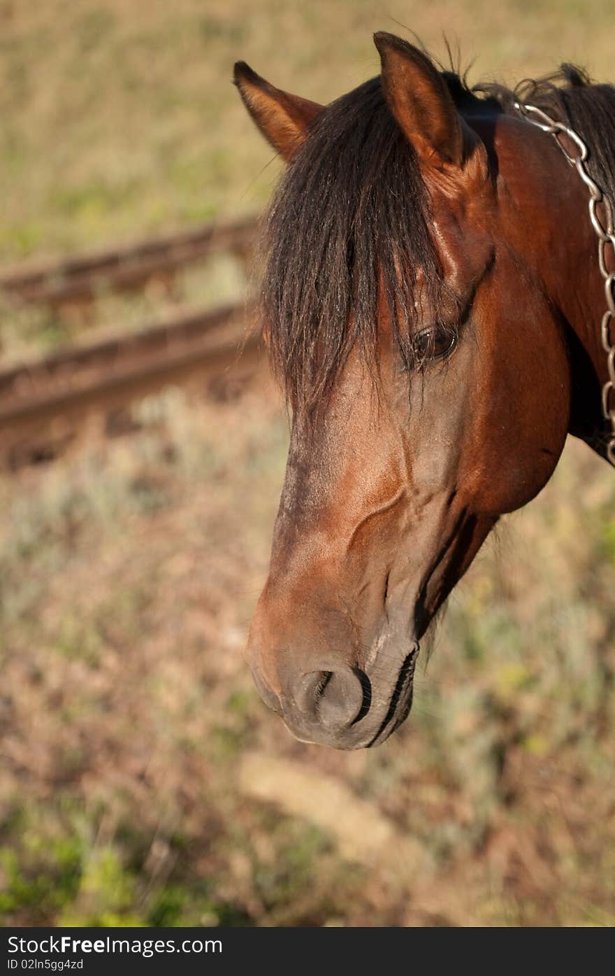 Brown horse on a field of grass