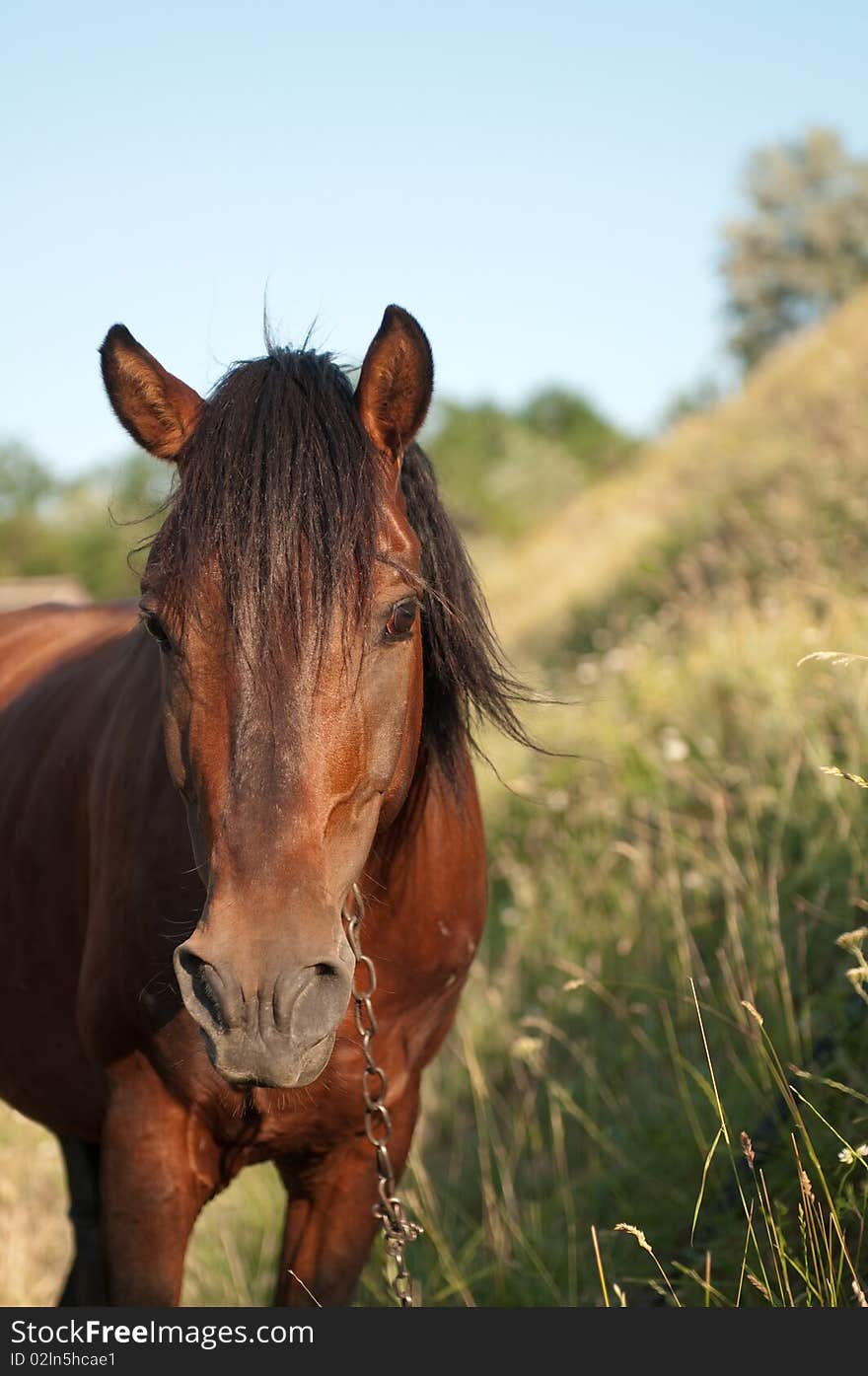 Brown horse on a field of grass