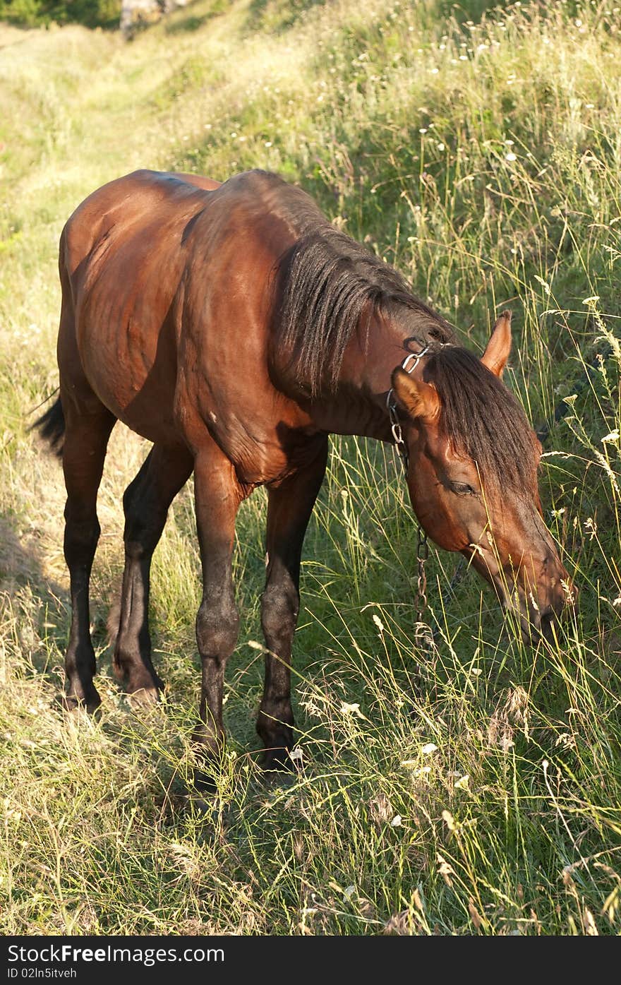 Horse on a field of grass