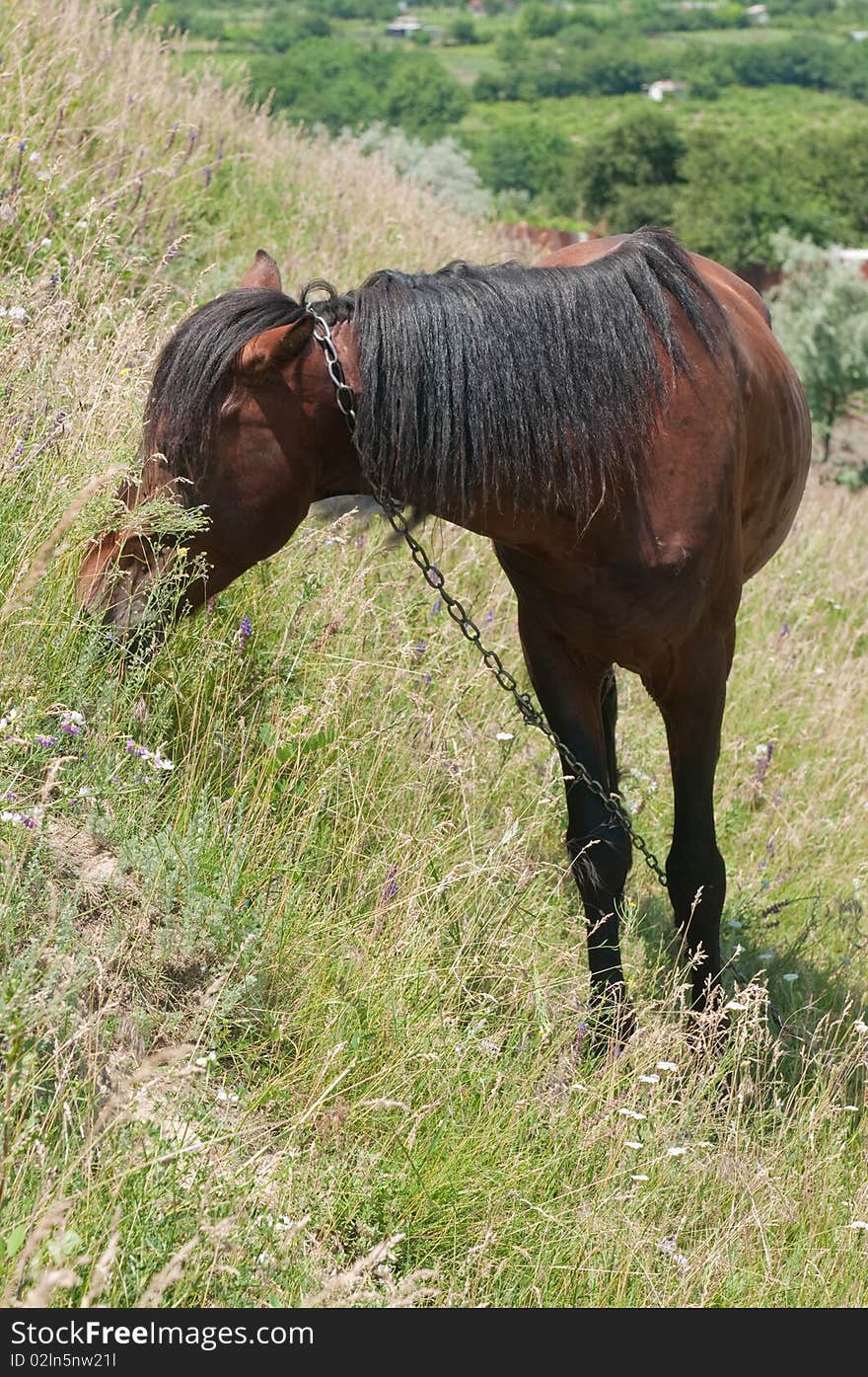 Horse on a field of grass