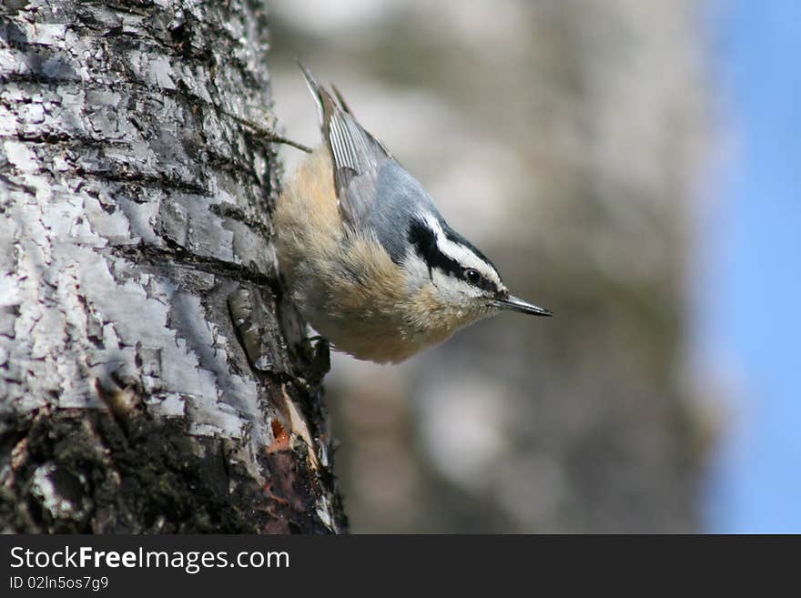 A male red-breasted nuthatch perched on the trunk of a birch tree in Littlefork, MN.