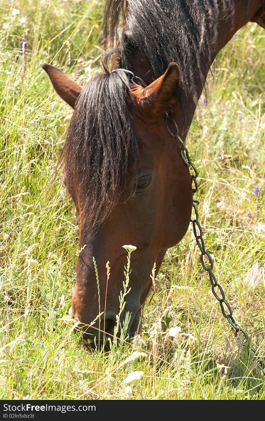 Horse On A Field Of Grass