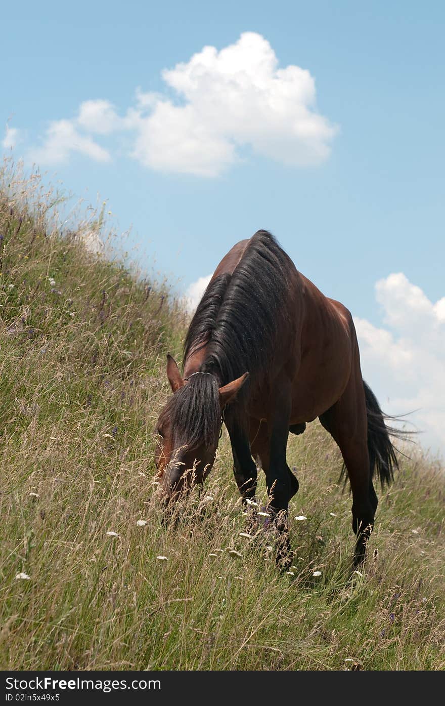 Horse On A Field Of Grass