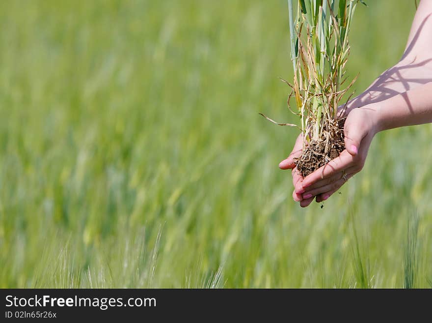 Female Hands With Wheat