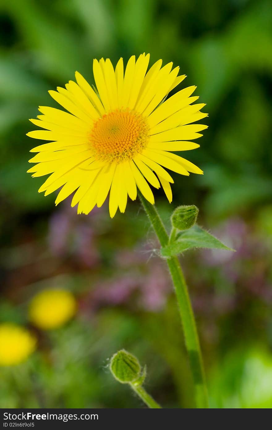 Yellow camomile close up