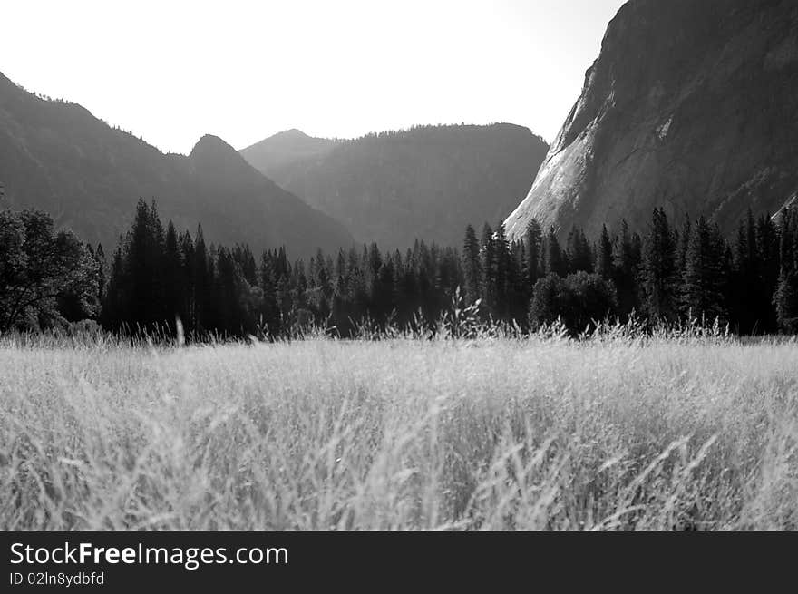 Yosemite Meadow