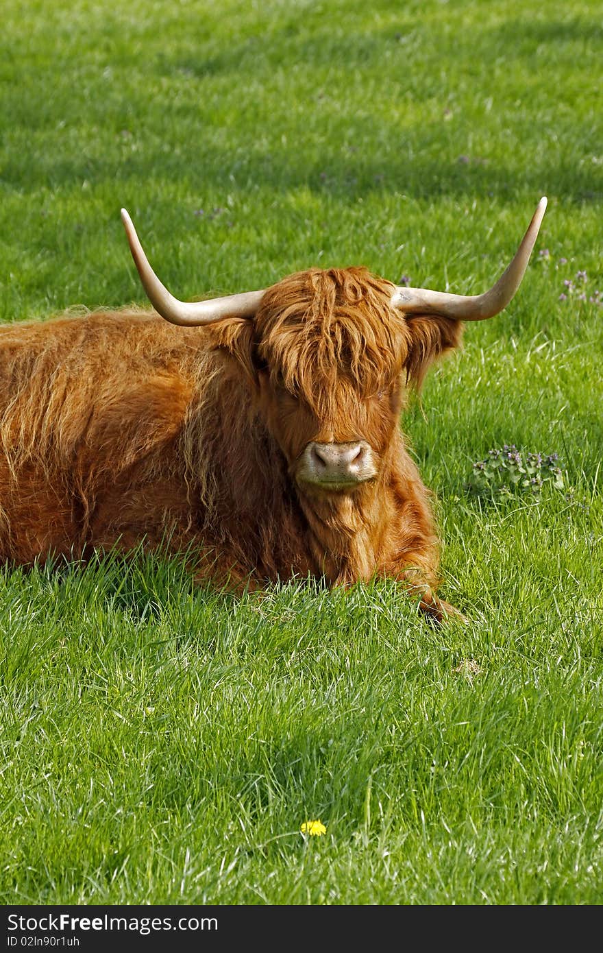 Highland Cattle, Kyloe - Beef cattle with long horns