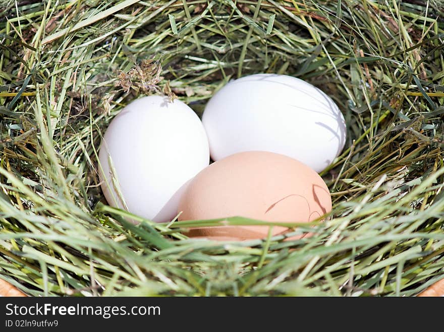 Chicken eggs in straw nest. Chicken eggs in straw nest