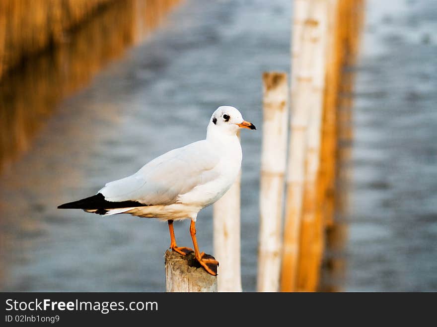 Seagull