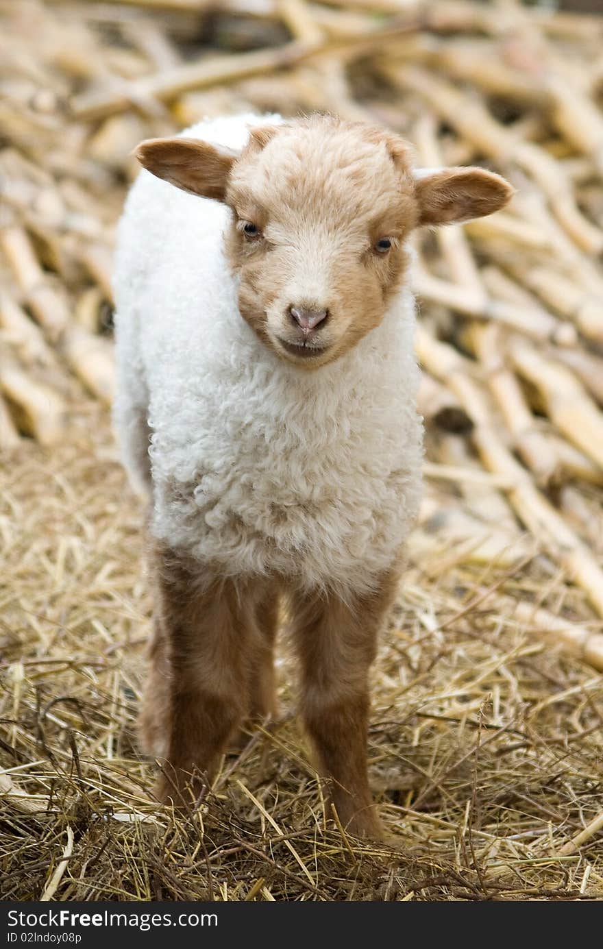 Closeup portrait of little cute lamb