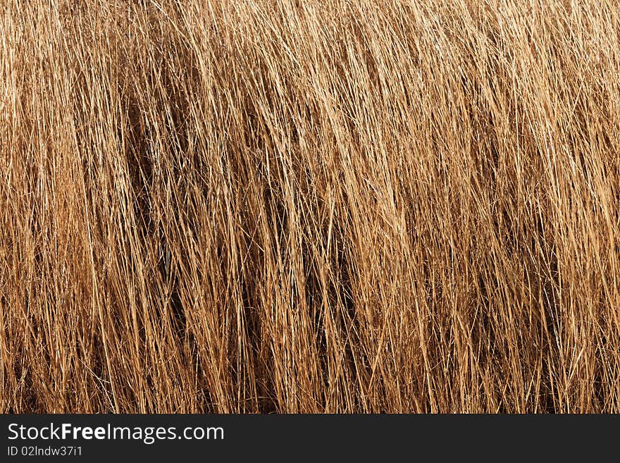 Dry Grass Texture