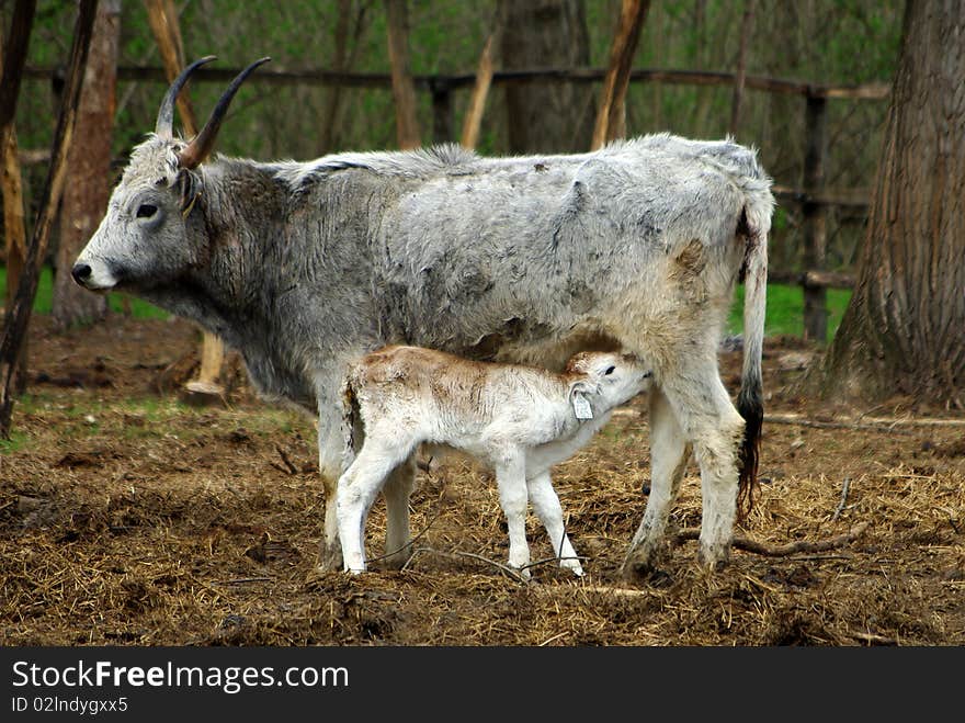 Cow with calf