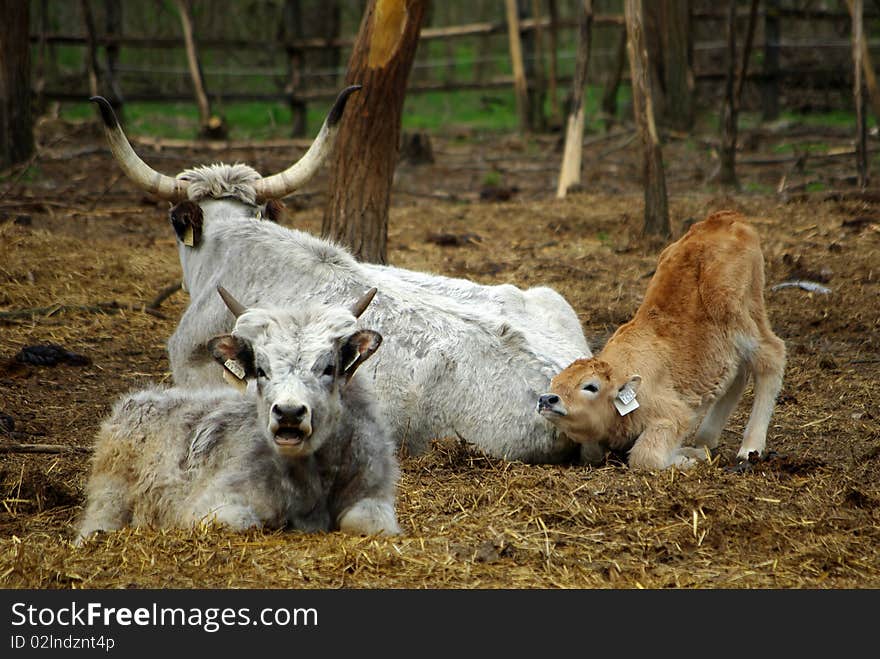 Family of highland cattle. Hungary.