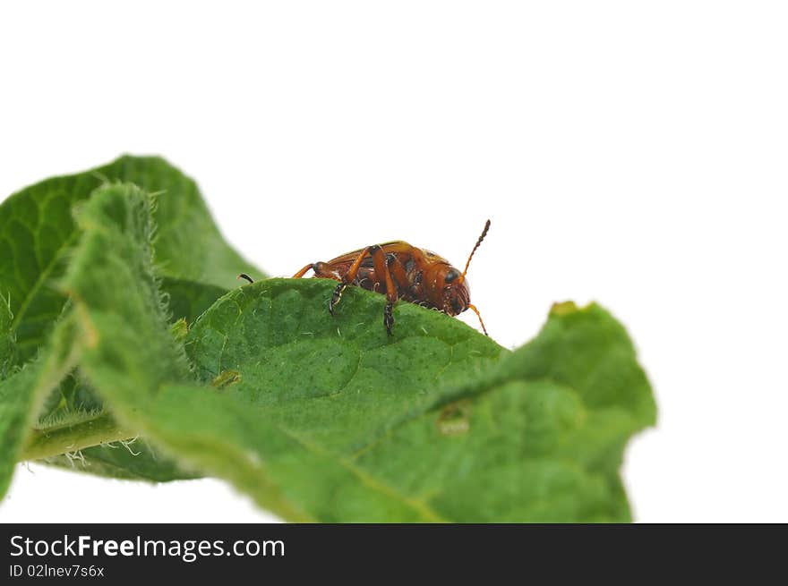 Potato bug eating potato plant