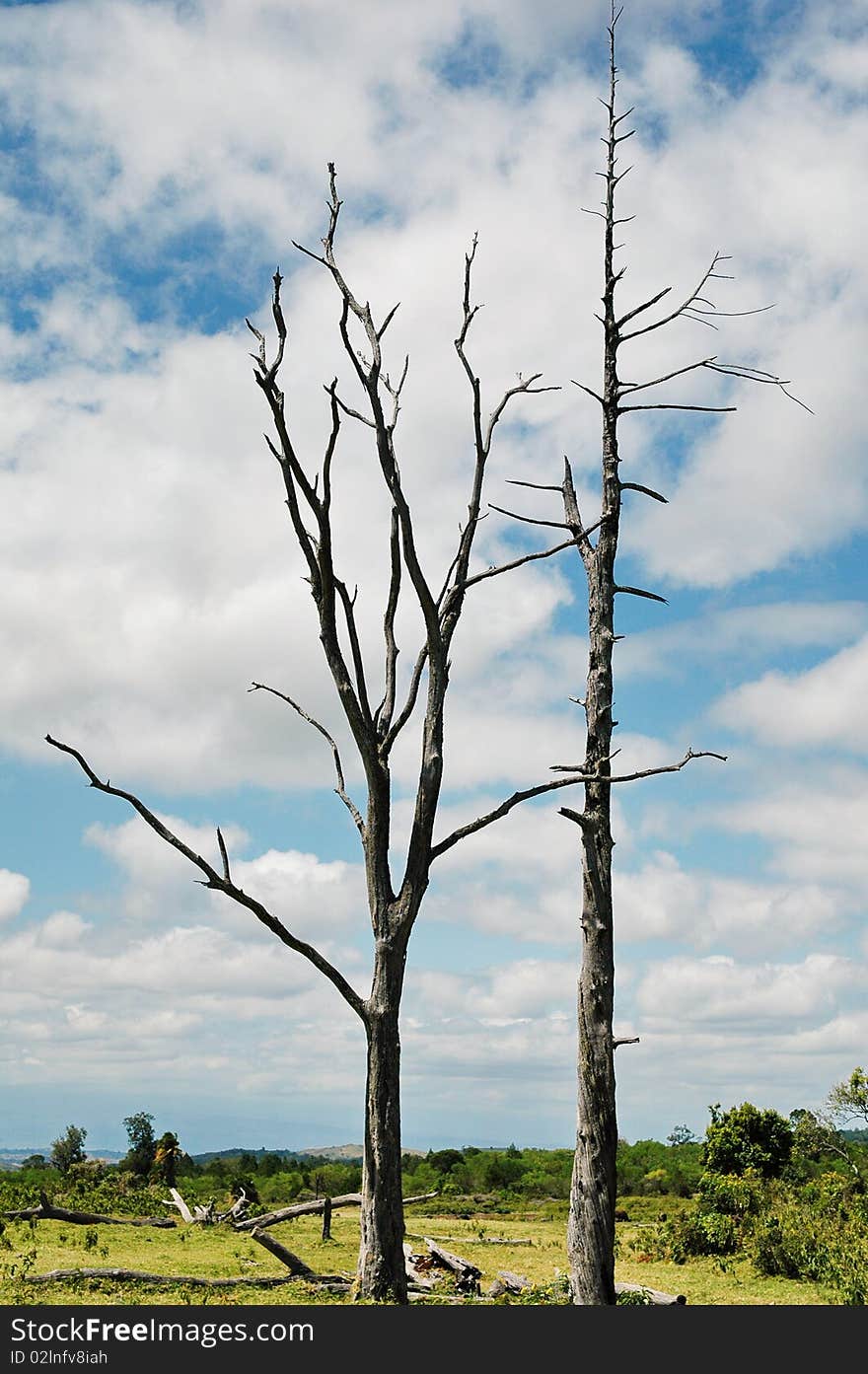 Dead tree in Savannah, Serengeti park Tanzania