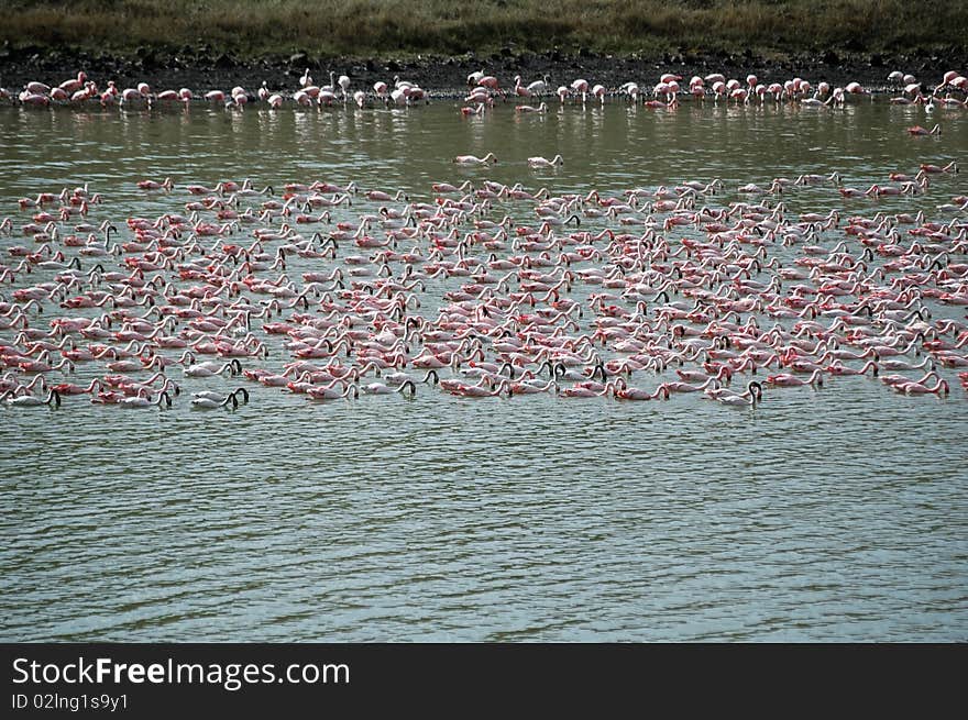 Pink flamingos swimming in a african lake